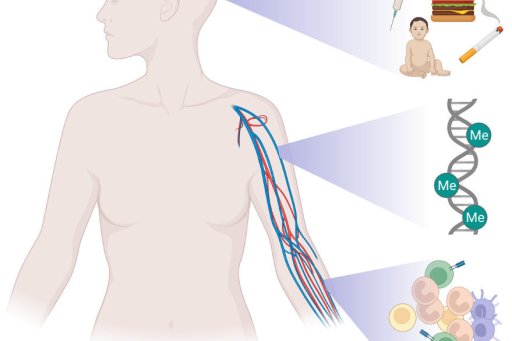 Schéma d'études des effets non génétiques sur le méthylome de l'ADN sanguin en fonction de différentes corrections pour l'hétérogénéité cellulaire