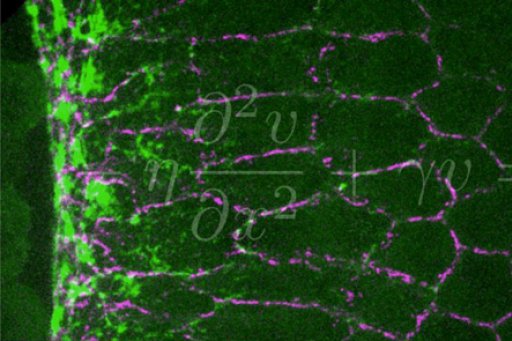 Colloquium June 2021 Constraints and plasticity in development and evolution