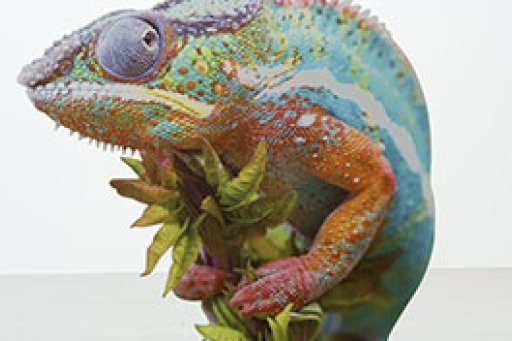 Caméléon multicolore
