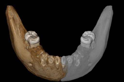 Image 3D d'une mâchoire de Dénisovien