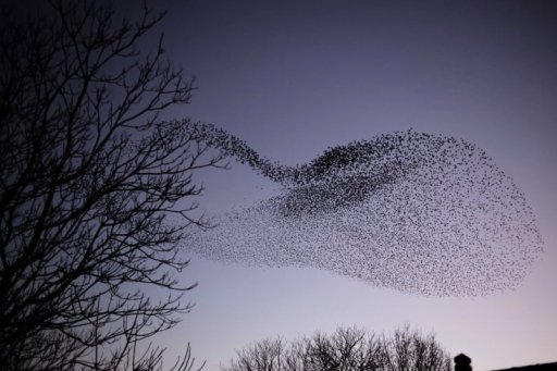 Une nuée d’étourneaux dans le ciel. Photo Progrès /Philippe TRIAS