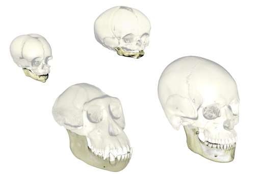 Représentation de l'évolution du crâne humain avec des images de deux crânes de chimpanzé et deux crânes humains