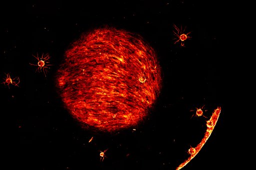 Cellules épithéliales sur billes de Cytodex. Nicole Quenech'du dans le cadre du projet de Laurent Muller (équipe S Germain)