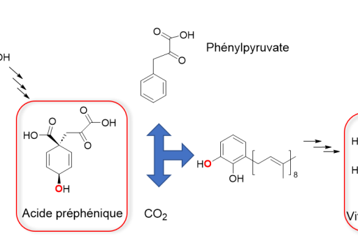 Scheme Prephenic acid