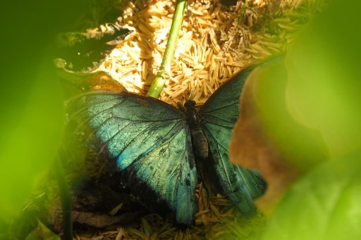 Papillon morpho bleu