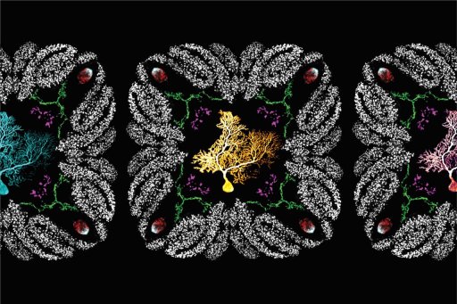 Connexions cérébrales