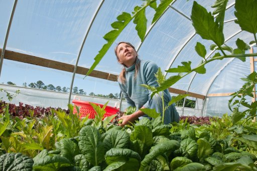 Femme récoltant des plants dans une serre