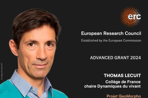 Visuel présentant Thomas Lecuit lauréat de l'ERC Advanced Grant 2024