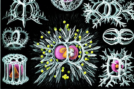 E. Haeckel, "Stephoidea", Kunstformen der Natur (1904), plate 71