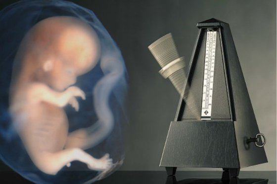 The stages of embryonic development