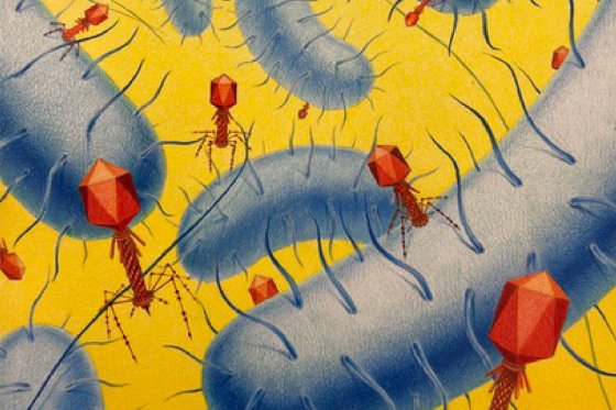 Dessin de bactéries bleues et rouges sur fond jaune