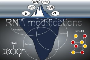 Enzymes de modification des ARNs