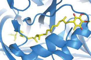 Enzymes de la biosynthèse de l'ubiquinone