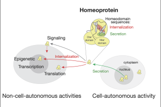 Development and Neuropharmacology Prochiantz