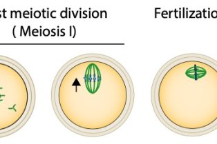 Terret Verlhac Figure 1