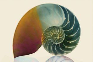 Snail shell