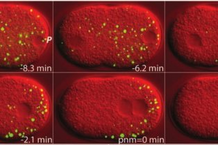 Image d'une cellule embryonnaire de ver rond