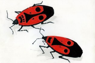 Dessin de gendarmes (insectes) © Olivier Leblois