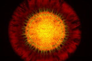 Functioning and adaptation of microorganisms