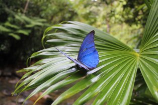 Papillon bleu sur une feuille de palmier