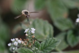 Insecte volant et pollinisant une fleur blanche