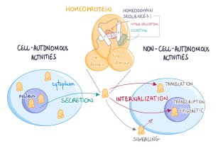 Schema Homeoprotein