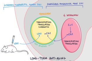 ENGRAILED-1 homeoprotein transcription factor