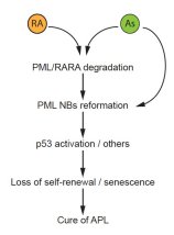 Harnessing PML Nuclear Bodies for leukemia therapy