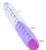 Structure du complémenteur