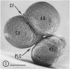 Electron microscopy of a zygote (fertilized egg) during division of a spiralian (Ilyanassa Obosoleta) with a polar lobe (PL). CF: constriction groove, PLC: polar lobe constriction. Scale: 50μm. Extracted from Conrad, et al. J. Cell Biol. 59, 228-233 (1973).