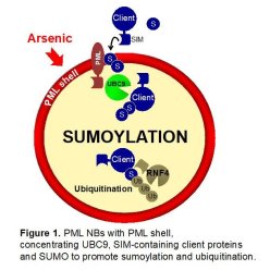 PML NBs with PML shell, concentrating UBC9, SIM-containing client proteins and SUMO to promote sumoylation and ubiquitination
