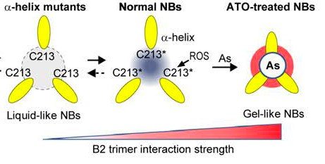 B2 trimer interaction strength