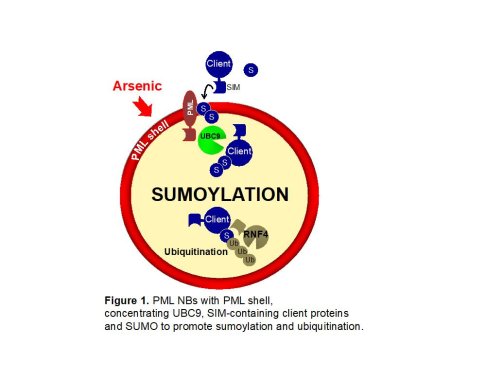 PML NBs with PML shell, concentrating UBC9, SIM-containing client proteins and SUMO to promote sumoylation and ubiquitination