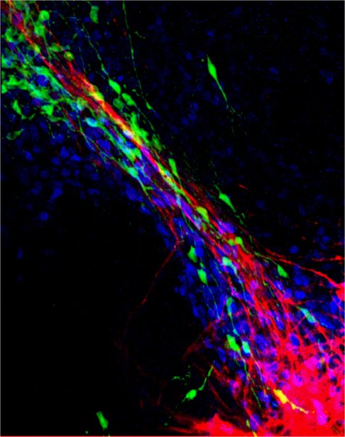 Interactions entre neurones en migration et axones