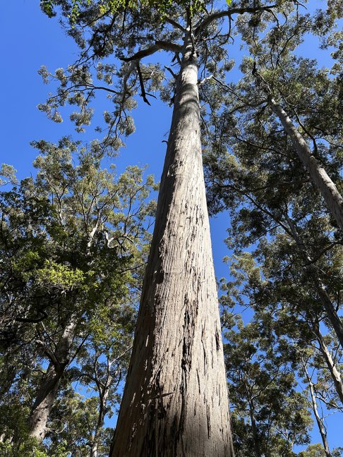 Vue en contre-plongée d'un arbre au milieu d'une forêt
