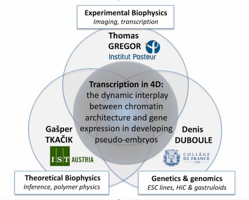 Schéma illustrant la collaboration sur la transcription en 4D entre chromatin et expression génique dans les pseudo-embryons, avec les acteurs et leurs domaines d'expertise.