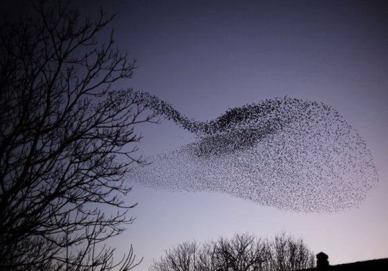 Une nuée d’étourneaux dans le ciel. Photo Progrès /Philippe TRIAS