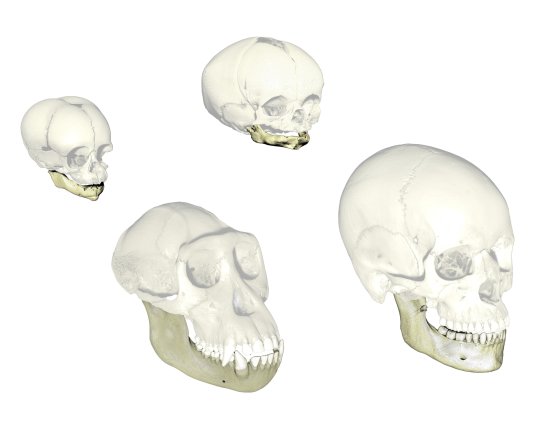 Représentation de l'évolution du crâne humain avec des images de deux crânes de chimpanzé et deux crânes humains