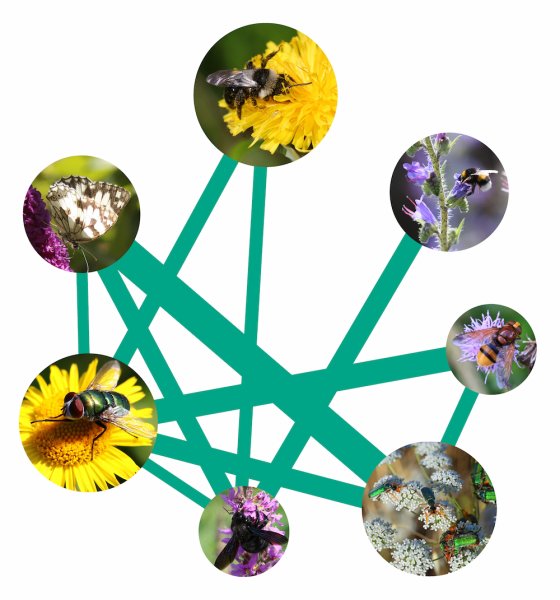 Photos of insects pollinating flowers