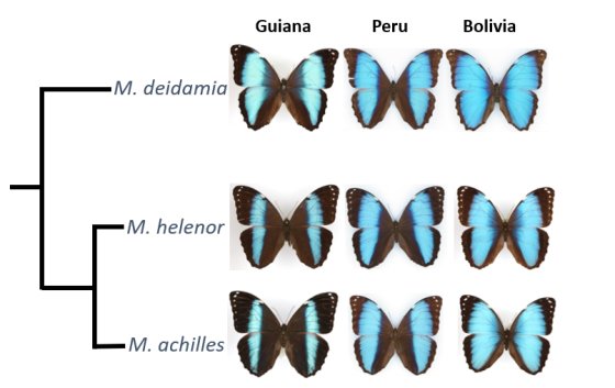 Schéma avec des papillons