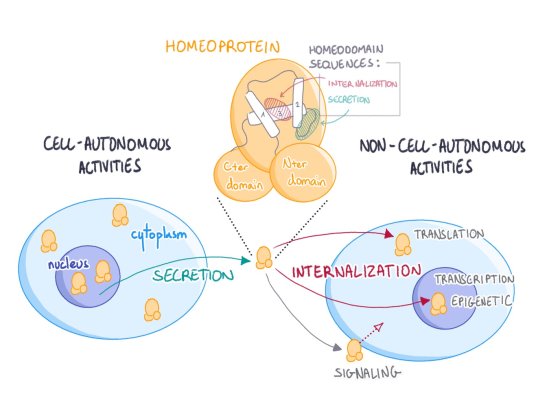 Schema Homeoprotein