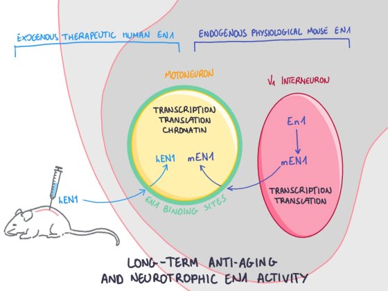 ENGRAILED-1 homeoprotein transcription factor