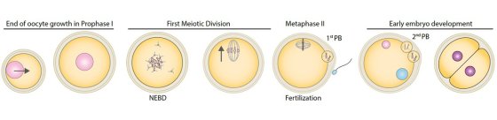 Scheme of the main steps of the last stages of oocyte development in mammals