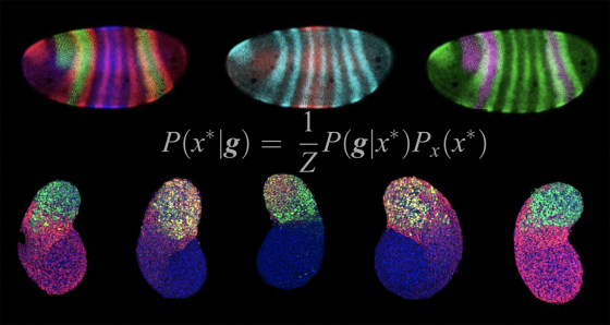 Colored cells on a black background