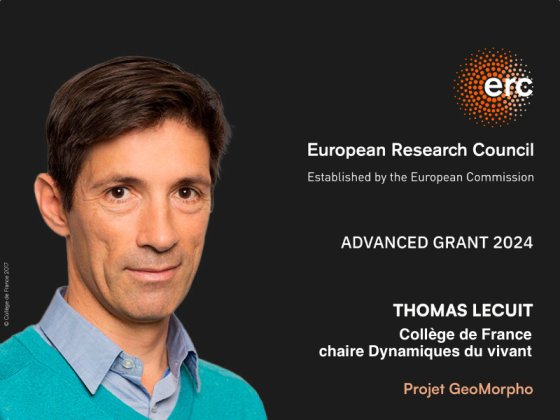Visuel présentant Thomas Lecuit lauréat de l'ERC Advanced Grant 2024