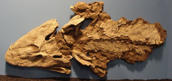Fossile d'un vertébré préhistorique nommé le Tiktaalik, montrant son crâne aplati, ses orbites et sa structure osseuse intermédiaire entre celle des poissons et des tétrapodes