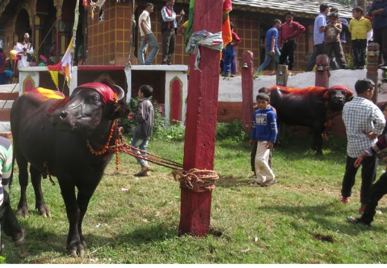 Buffle attaché à un piquet