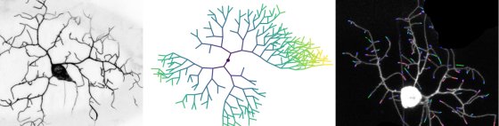 Schéma comparatif de neurones : dessin scientifique, reconstruction colorée et imagerie microscopique fluorescente.