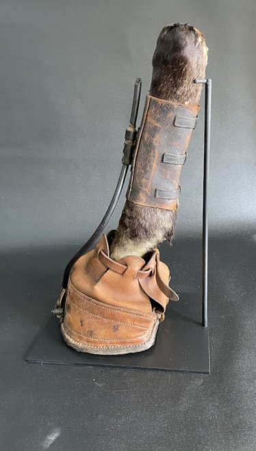 Horse shoe with pneumatic shoe