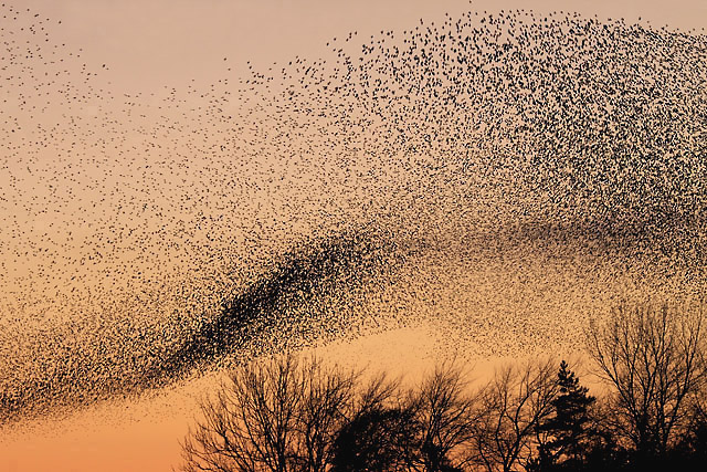 Photo of a cloud of birds